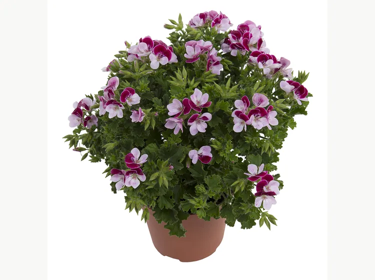 Angel Bicolor — Angel Pelargonium