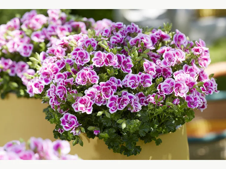Angel Fay — Angel Pelargonium