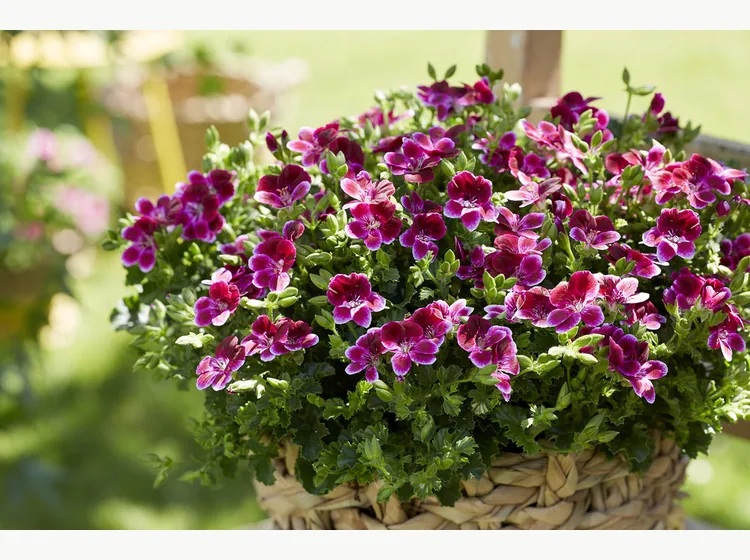 Angel Jet — Angel Pelargonium