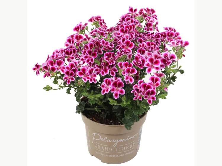 Angel Nina — Angel Pelargonium