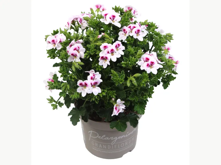 Angel Sky — Angel Pelargonium