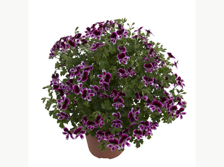 Mosquitaway Eva — Angel Pelargonium