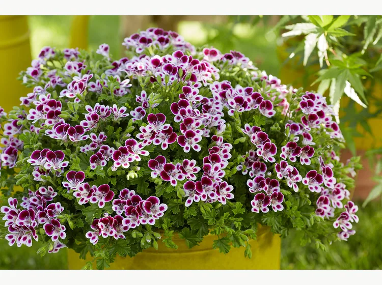 Mosquitaway Nova — Angel Pelargonium