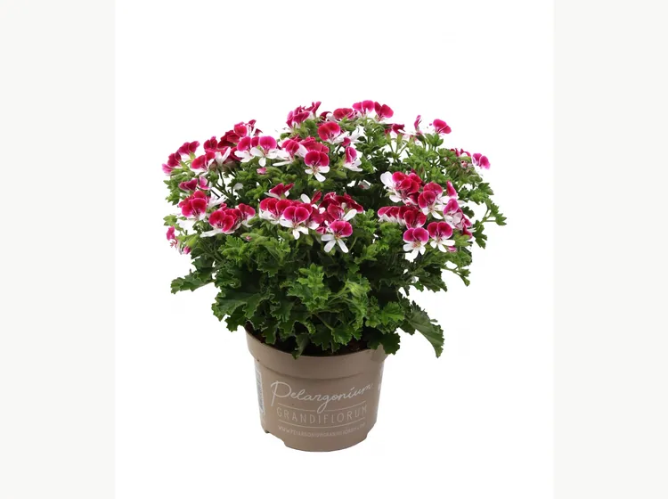 Mosquitaway Senna — Angel Pelargonium