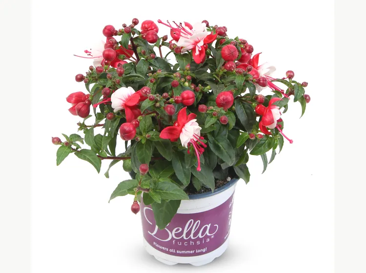 Camilla — Bella Fuchsia®