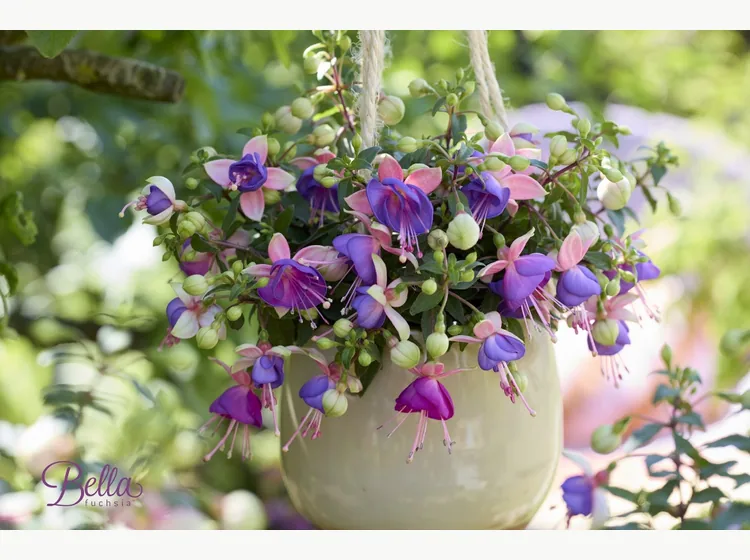 Diana — Bella Fuchsia®