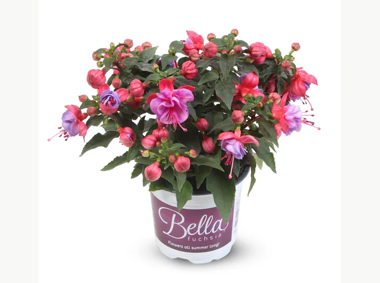 Ella — Bella Fuchsia®