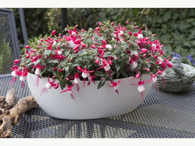 Evita — Bella Fuchsia®
