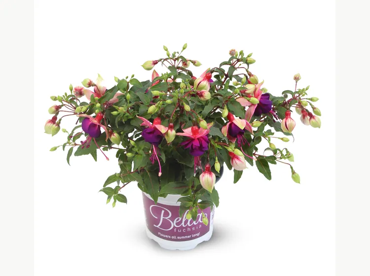 Georgia — Bella Fuchsia®