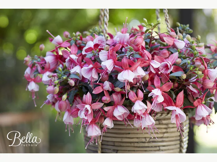 Hilda — Bella Fuchsia®