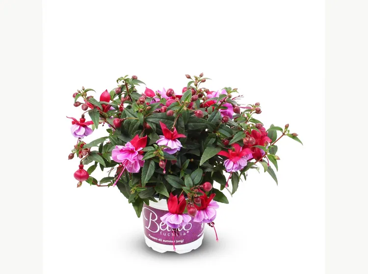 Julia — Bella Fuchsia®