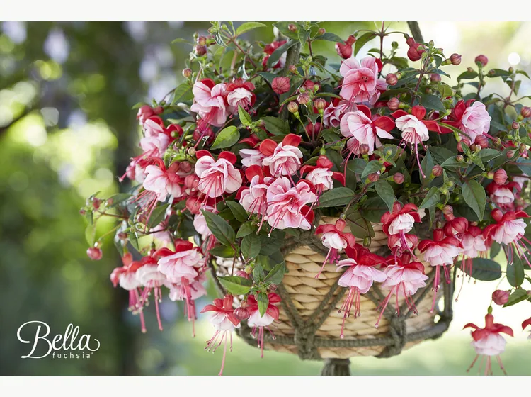 Laura — Bella Fuchsia®
