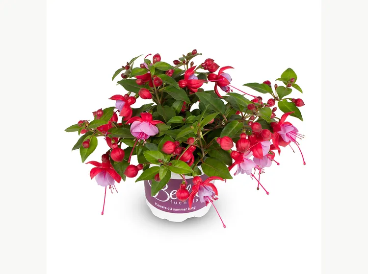 Lydia — Bella Fuchsia®