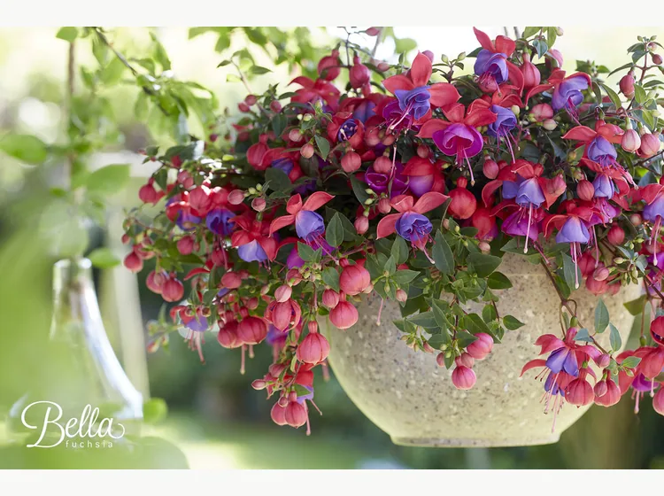 Maria — Bella Fuchsia®