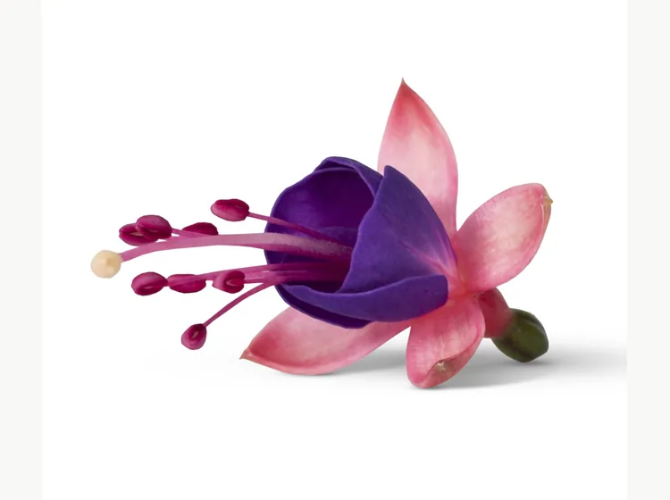 Mariska — Bella Fuchsia®