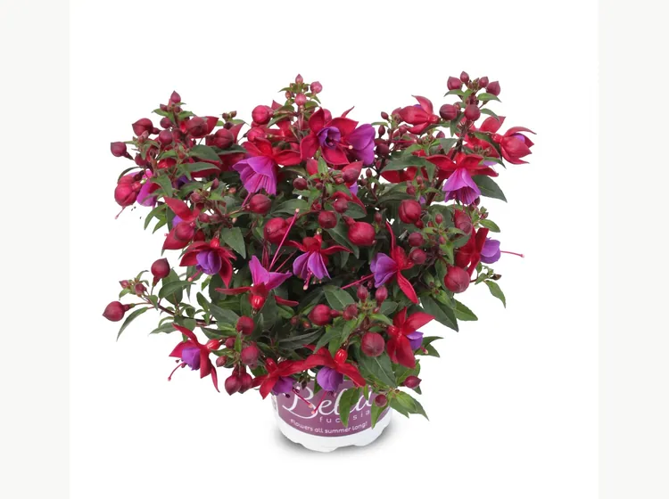 Martha — Bella Fuchsia®