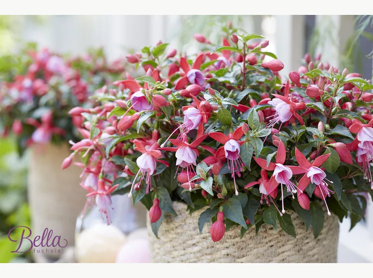 Nikita — Bella Fuchsia®