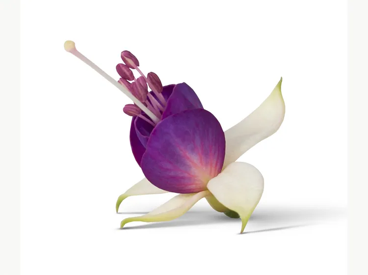 Nora — Bella Fuchsia®