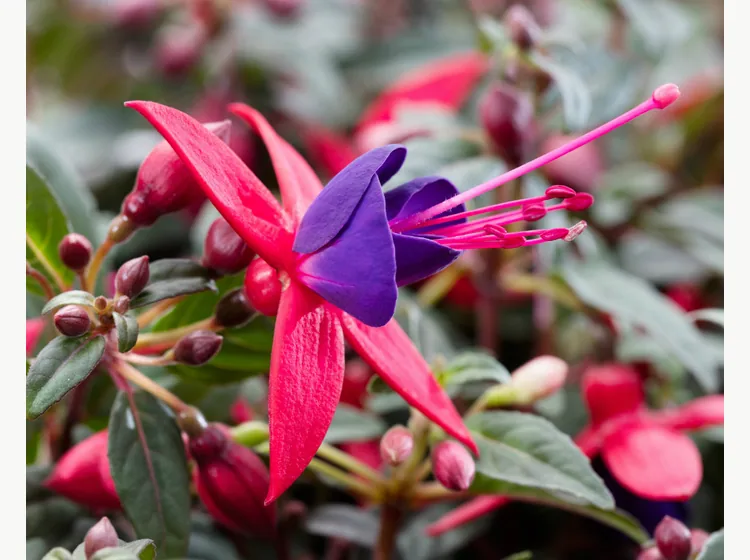 Sacha — Bella Fuchsia®