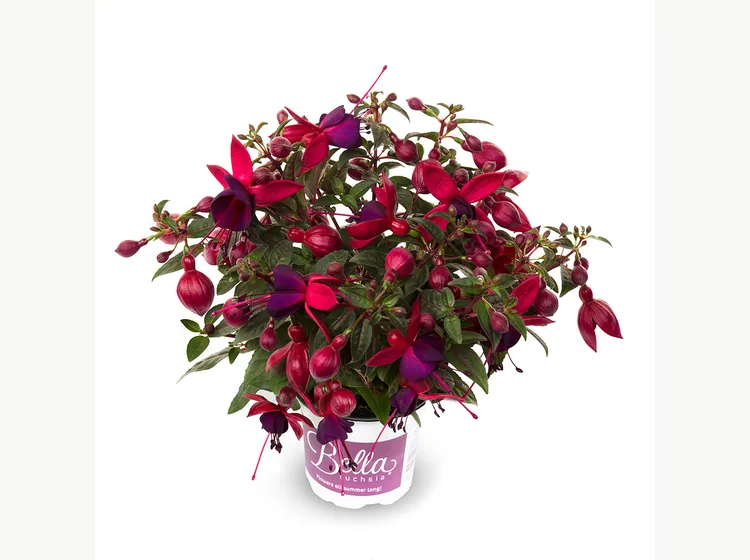 Soila — Bella Fuchsia®