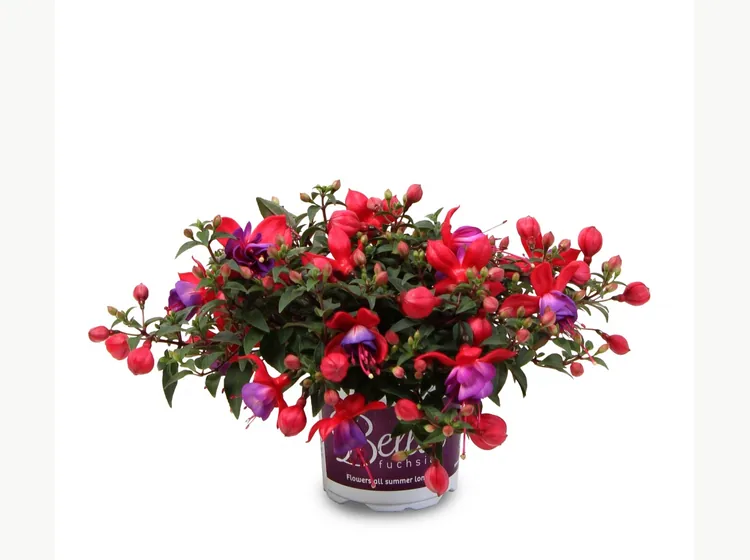 Sonja — Bella Fuchsia®