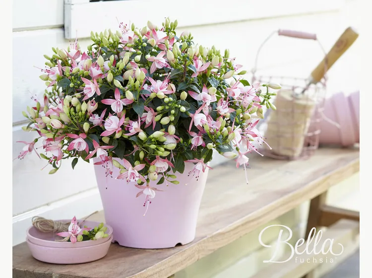 Sophia — Bella Fuchsia®