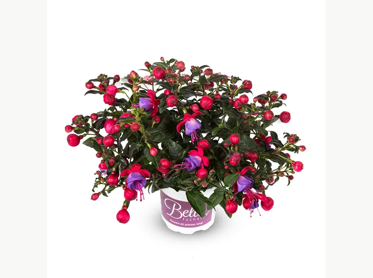Susanna — Bella Fuchsia®