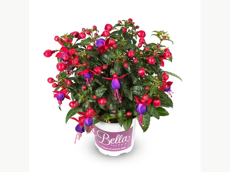 Vera — Bella Fuchsia®