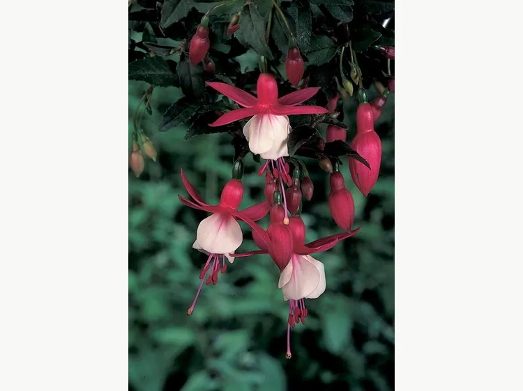 Alice Hoffman — Fuchsia