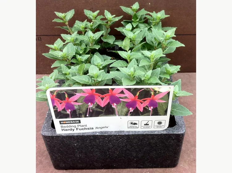 Angela — Fuchsia