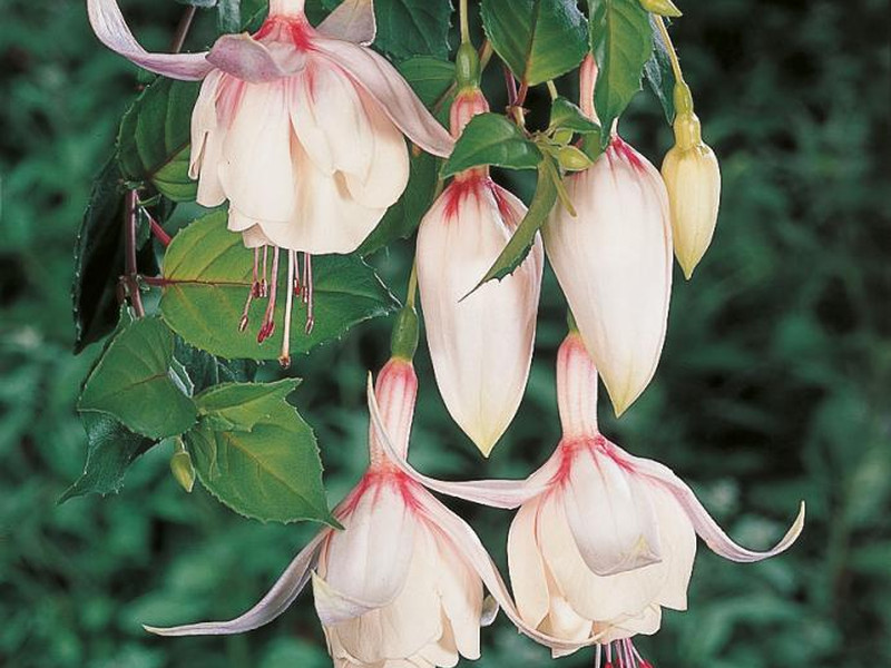 Annabel — Fuchsia