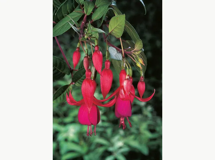 Balcony Queen — Fuchsia