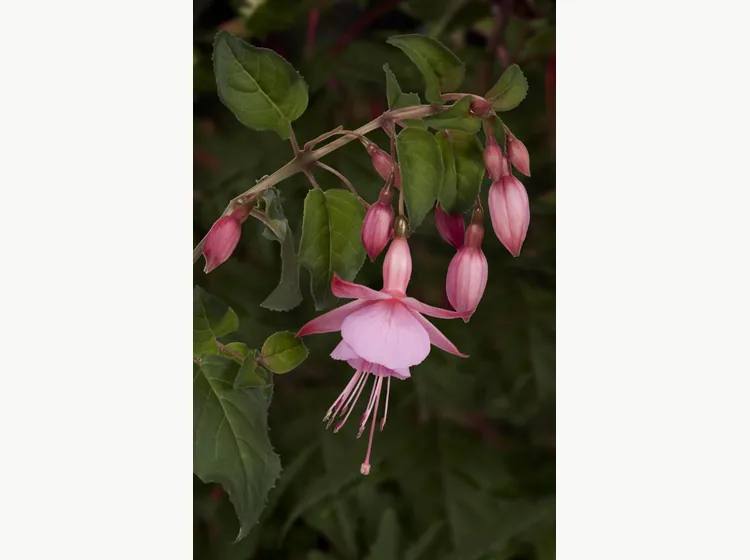 Beacon — Fuchsia