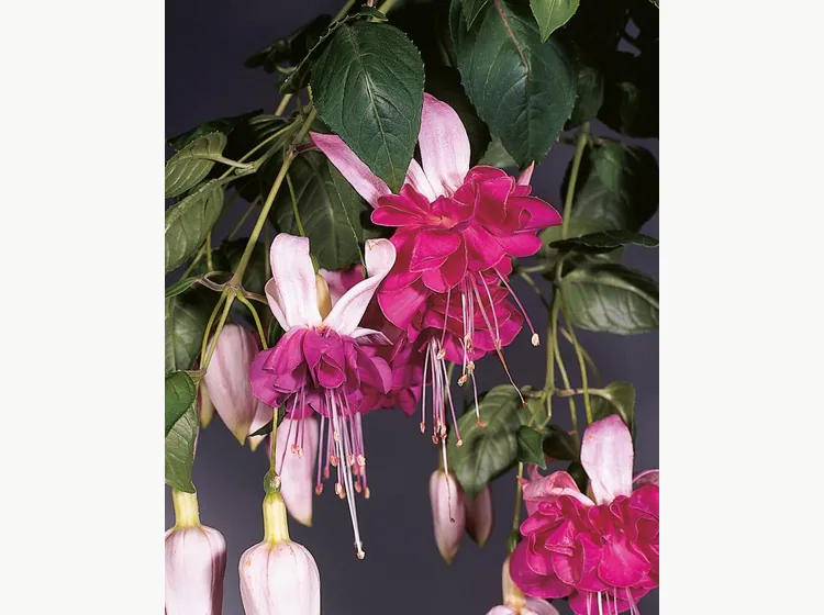 Bella Rosella — Fuchsia