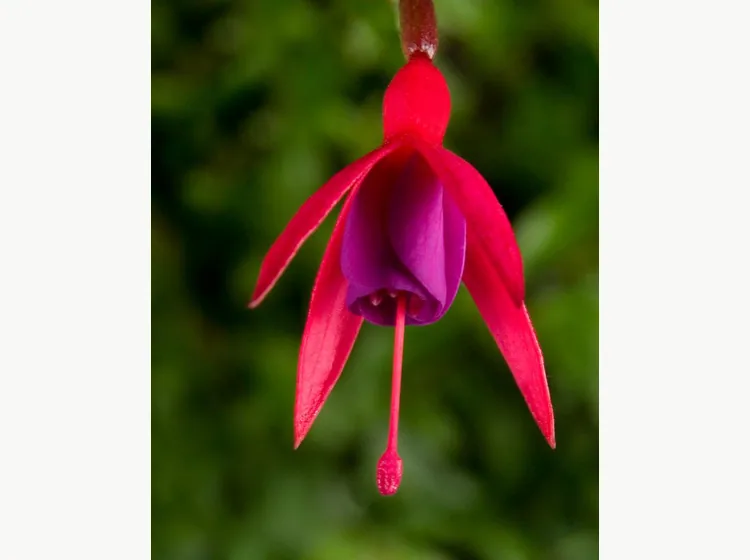 Bernisser Hardy — Fuchsia