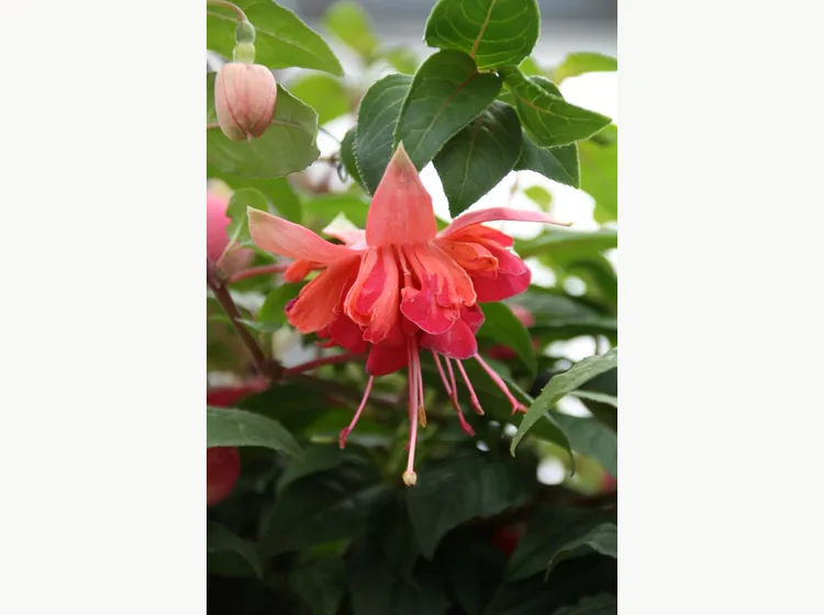 Bicentennial — Fuchsia