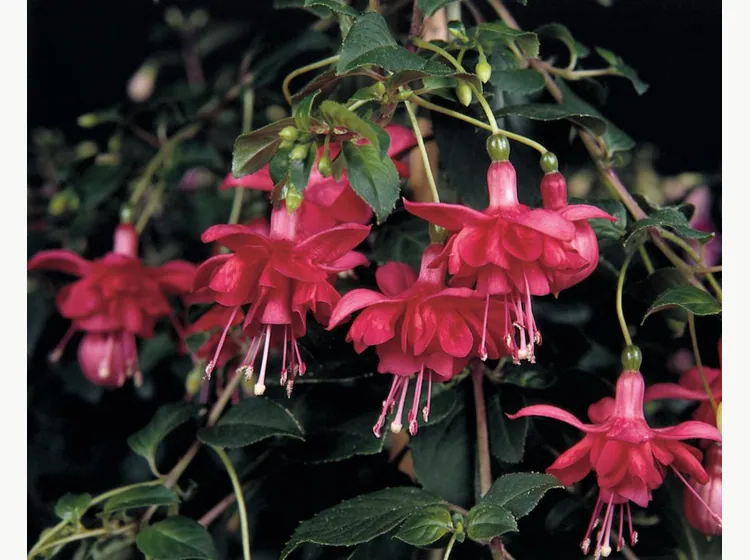 Blaze Away — Fuchsia