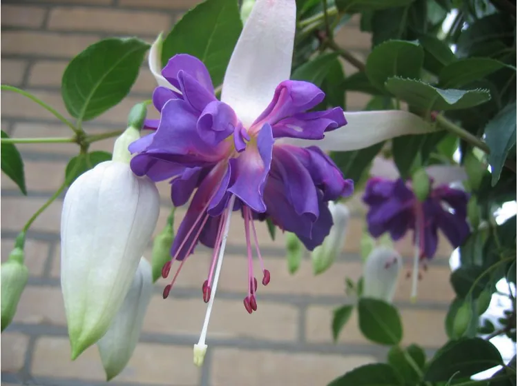 Blue Angel — Fuchsia