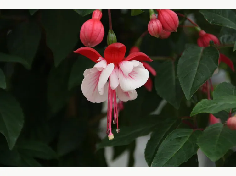Britney — Fuchsia
