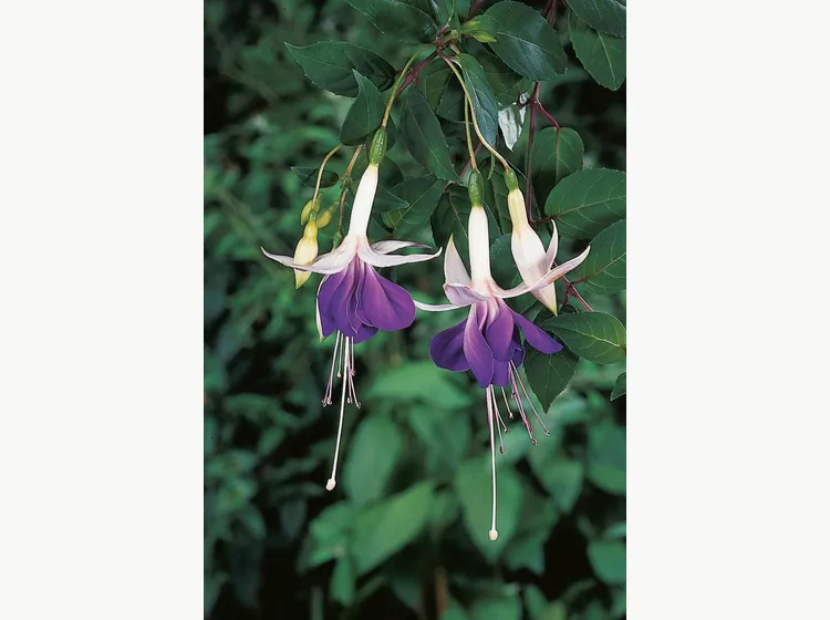 Carmel Blue — Fuchsia
