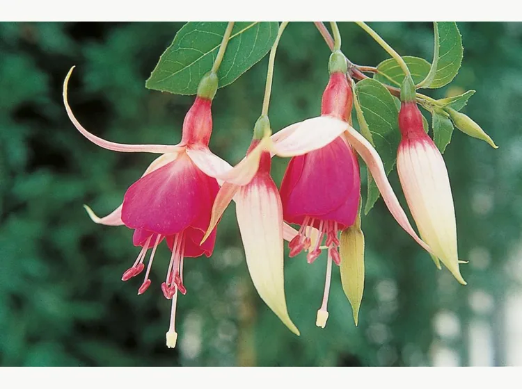 Cascade — Fuchsia