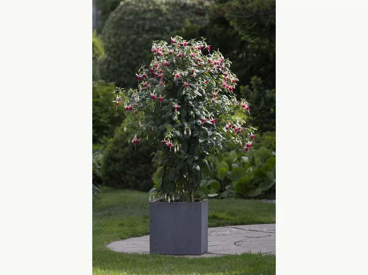 Celia Smedley — Fuchsia