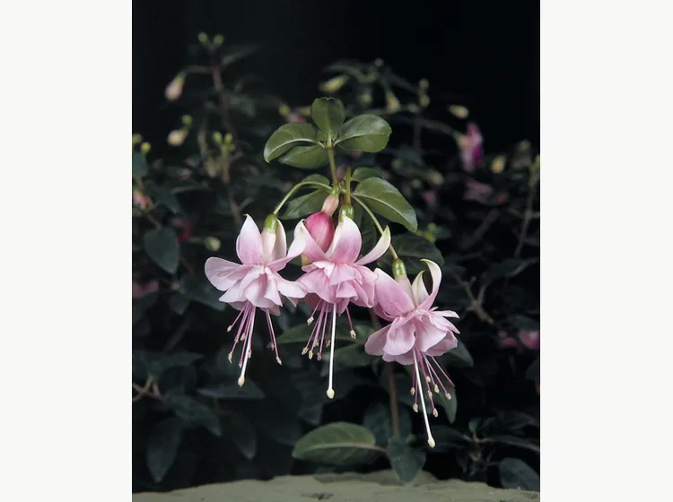 Claudia — Fuchsia