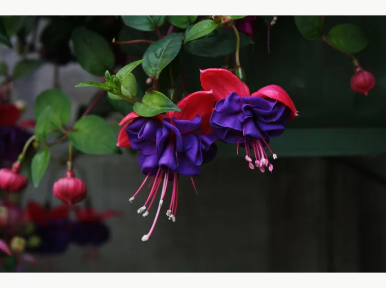 Dark Eyes — Fuchsia