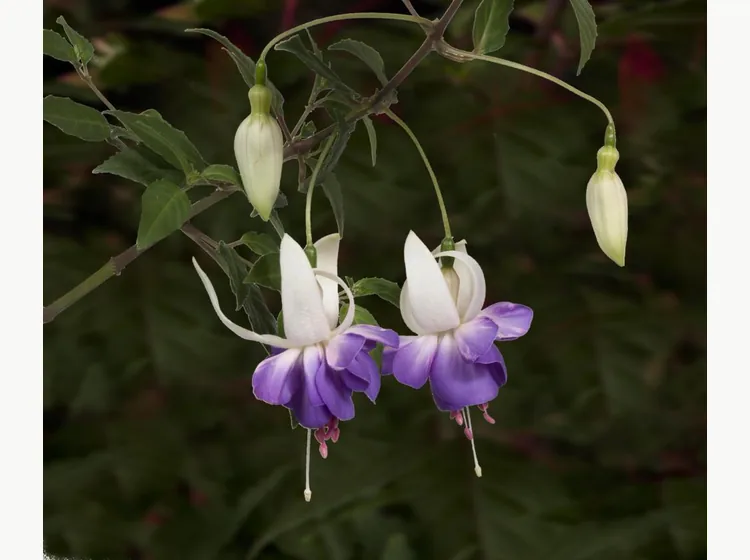 Delta Sarah — Fuchsia