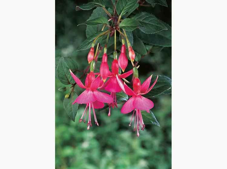 Display — Fuchsia