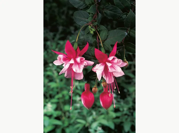 El Camino — Fuchsia