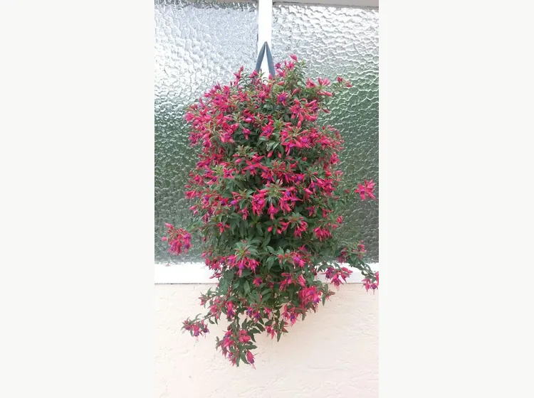 Electric Lights — Fuchsia