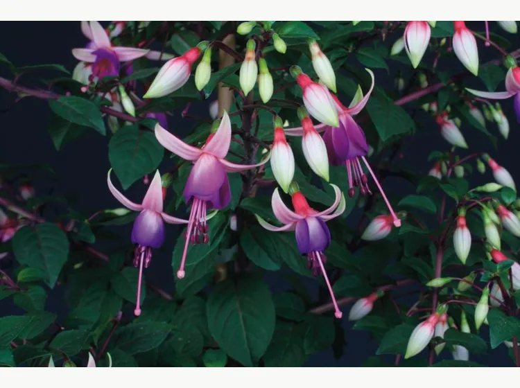 Ellebel — Fuchsia