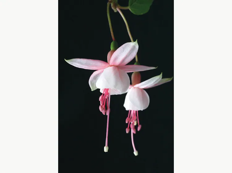 Elma — Fuchsia